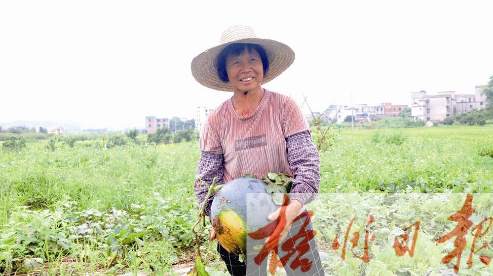 西瓜喜获丰收—梧州日报多媒体数字报